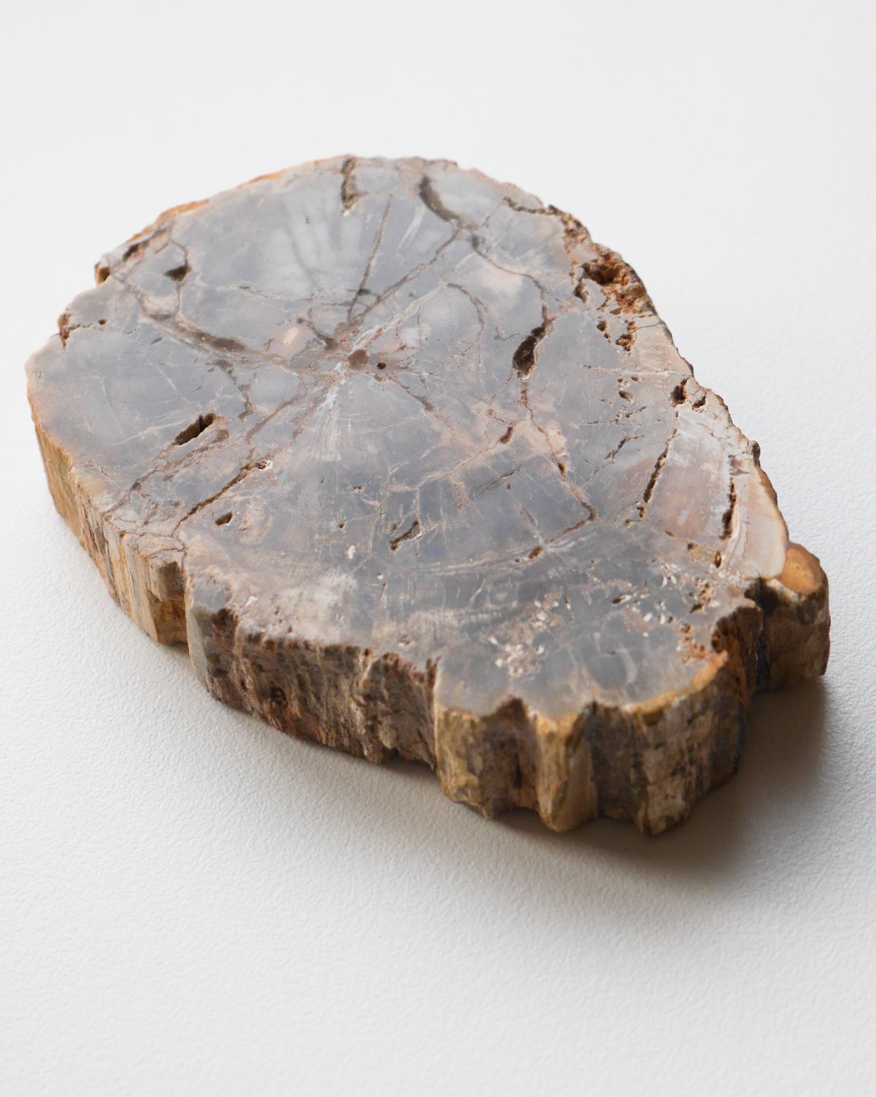 レア】天然石 化石 鉱物 珪化木 ペトリファイドウッド スライス＜Slab