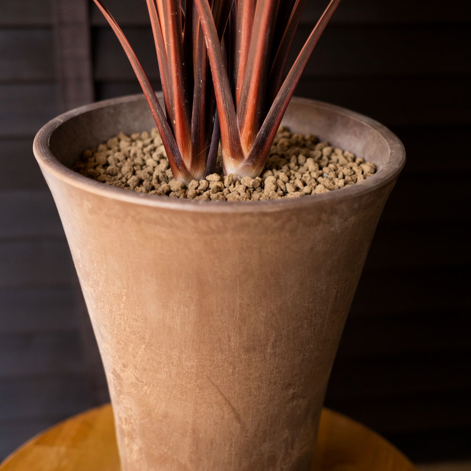 赤ドラセナ コルジリネ レッドスター 2本立ち