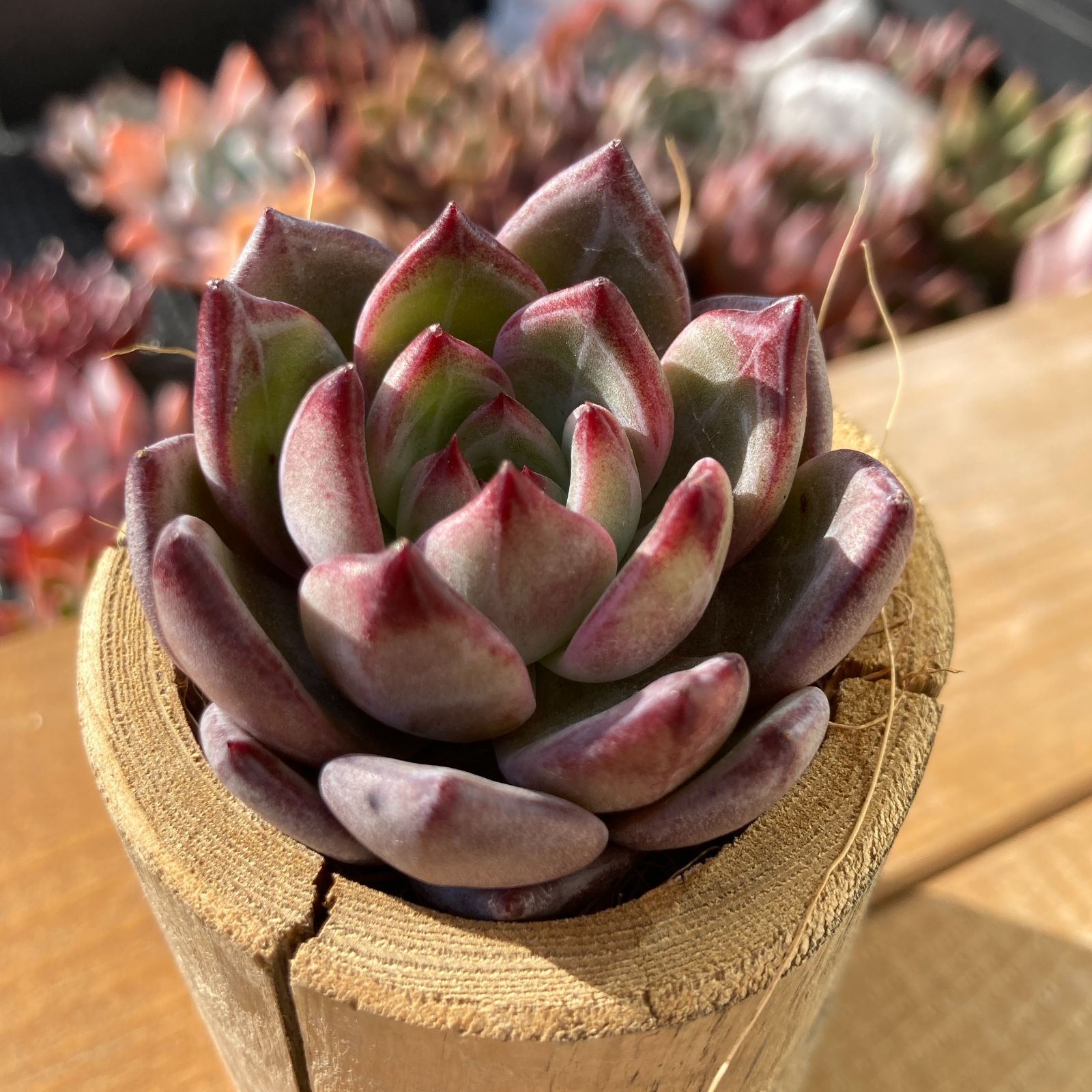 新入荷｜送料込】エケベリア 韓国苗 ラズベリーアイス群生 多肉植物