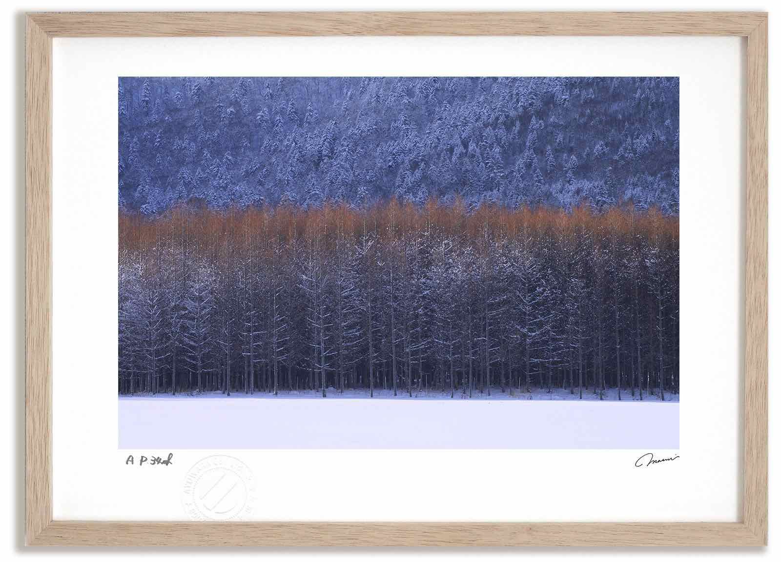 アートフォト 絵画 カラマツ林2 高橋真澄/インテリア 額入り 額装込 風景画 油絵 ポスター アート アートパネル リビング 玄関 プレゼント モダン アートフレーム 飾る Mサイズ おしゃれ 壁掛
