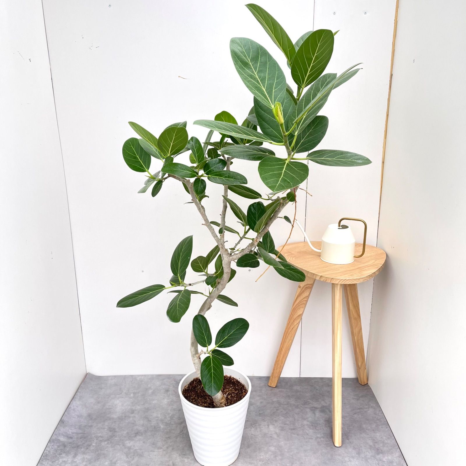 フィカス ベンガレンシス 曲がり 1 現品 観葉植物 大型 室内