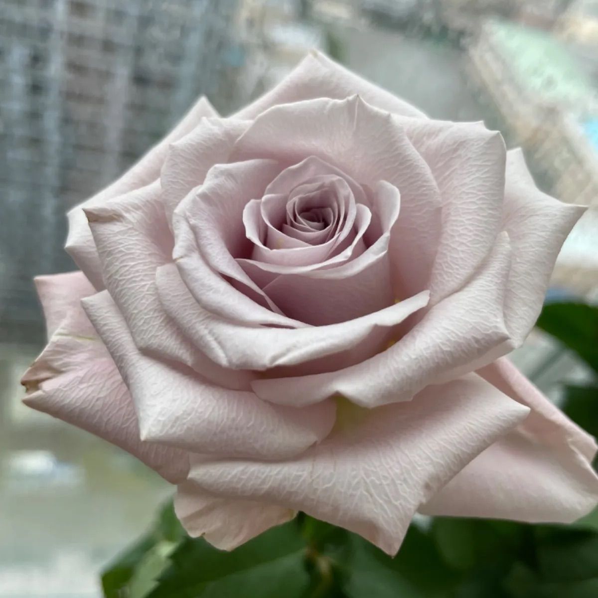 激レア！超強香超強健！アンテック風のバラ苗　切り花品種 超入手困難！激レア！超強香超強健！アンテック風のバラ苗 切り花品種