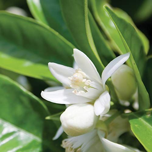 YARD REMEDIES ニールズヤードレメディーズ マザーズマッサージオイル NEAL S ATMAENTERPRISE_COM