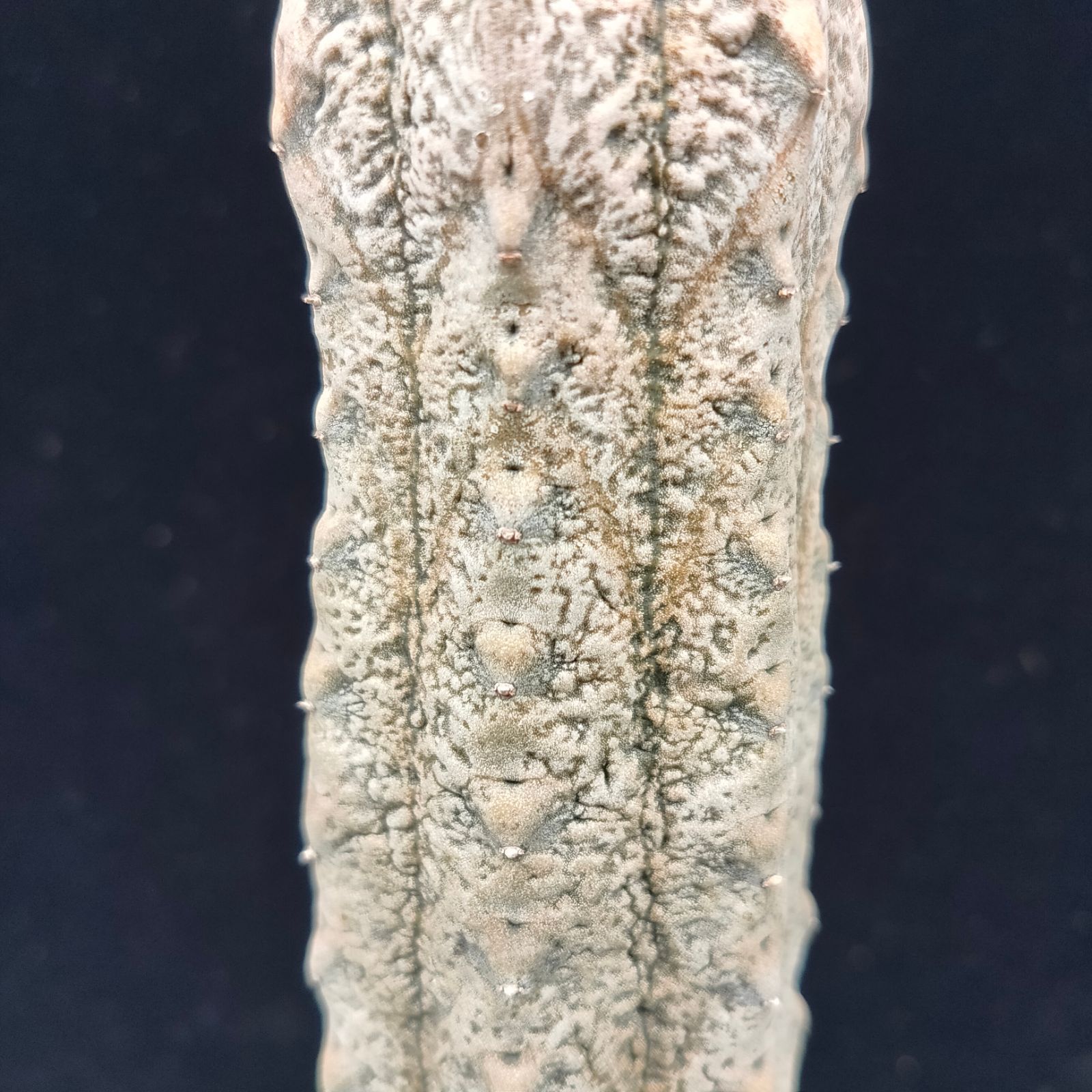 ユーフォルビア アブデルクリ 接ぎ木おろし 多肉植物 コーデック