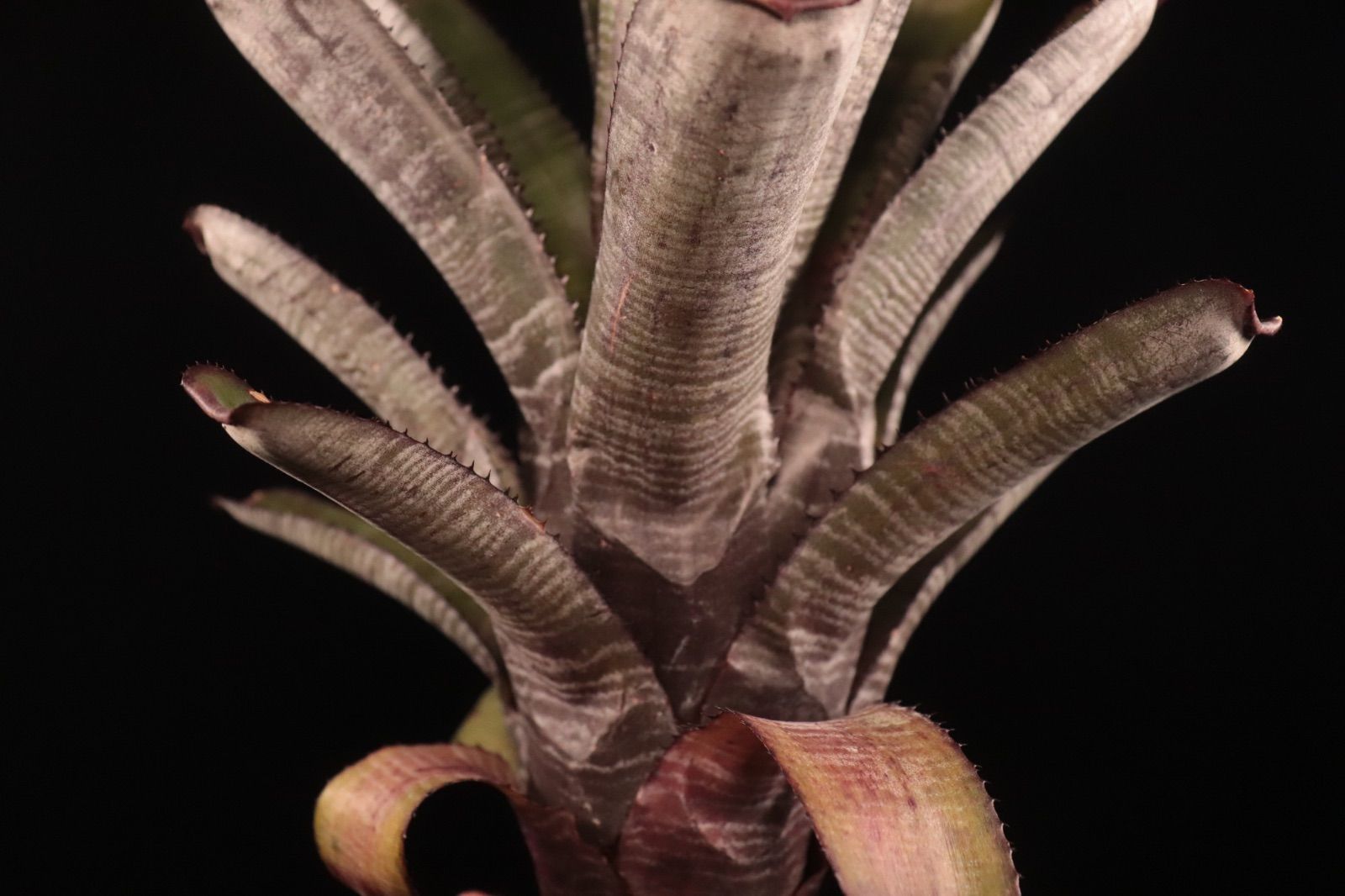 送料無料】Aechmea nudicaulis Hybrid〔エクメア〕現品発送A178