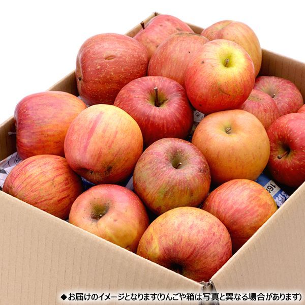 【出荷中】山形県産 ご家庭用 りんご サンふじ 10kg (訳あり/26玉～46玉入り) 旬 ふじ リンゴ 林檎 わけあり 訳あり 自宅用 家庭用 おうち用 果物 フルーツ 山形県 産地直送 お取り寄せ