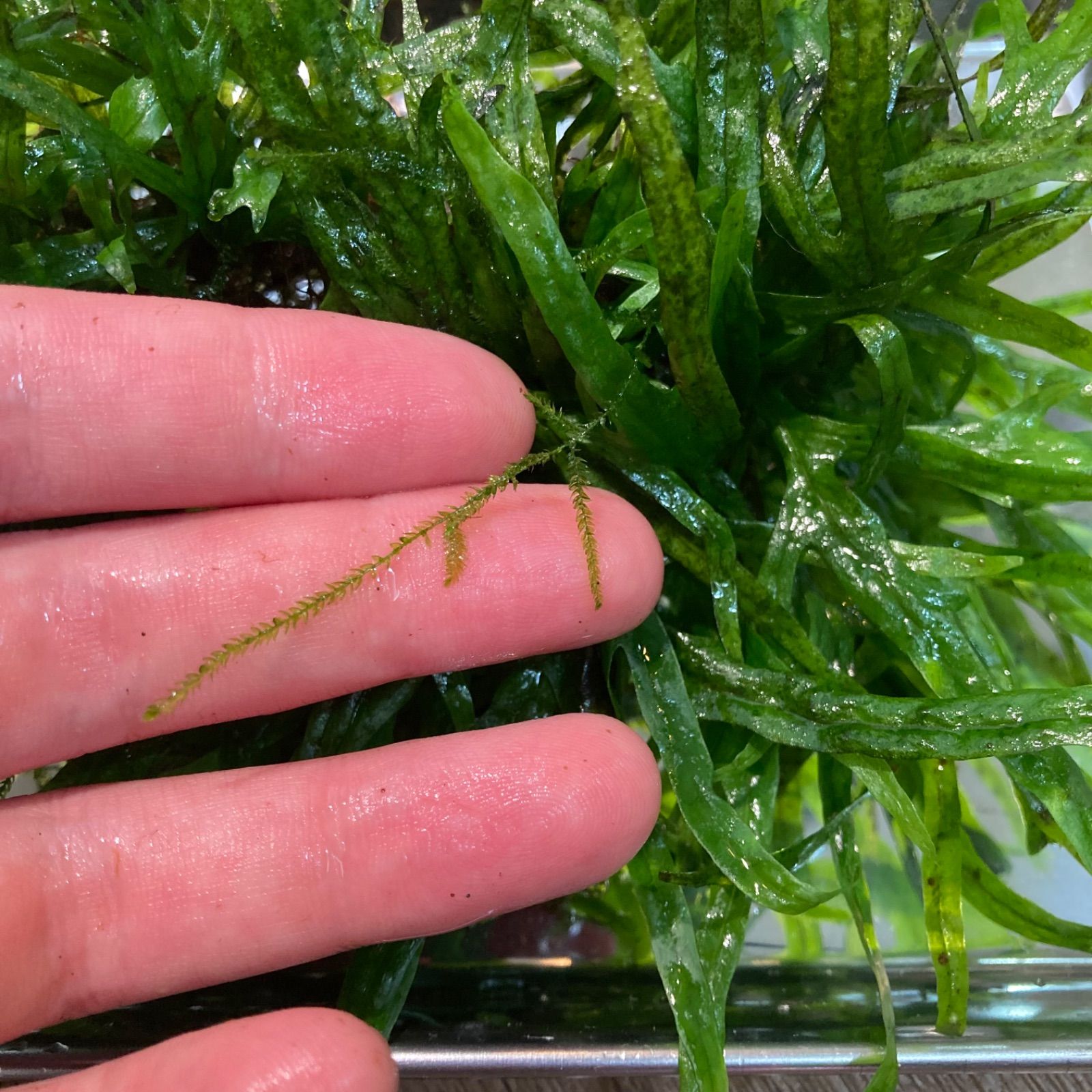 ミクロソリウムトライデント　水中葉　ADA Amazon.co.jp: 水草 水中葉 無農薬 ミクロソリウム sp