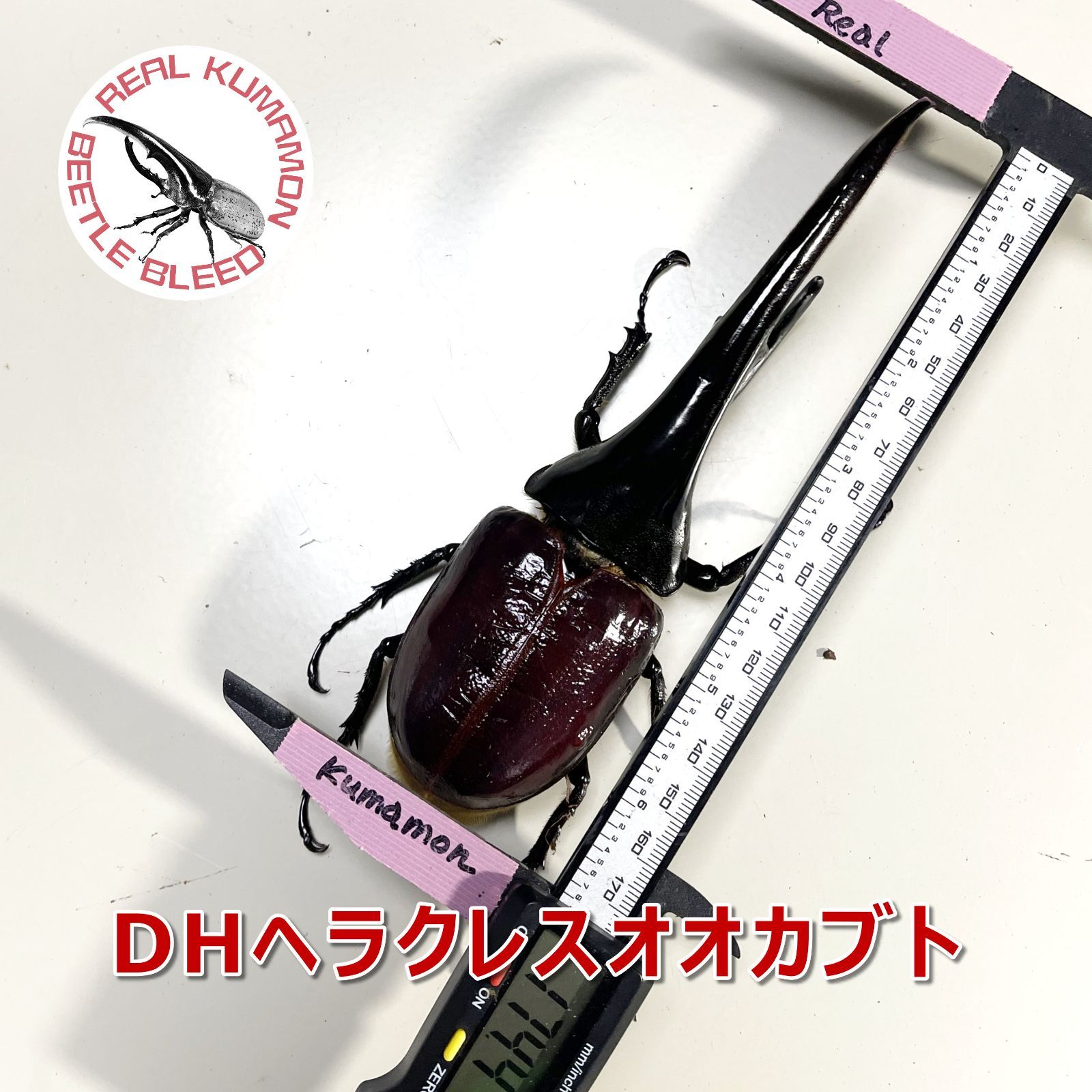のサムネイル