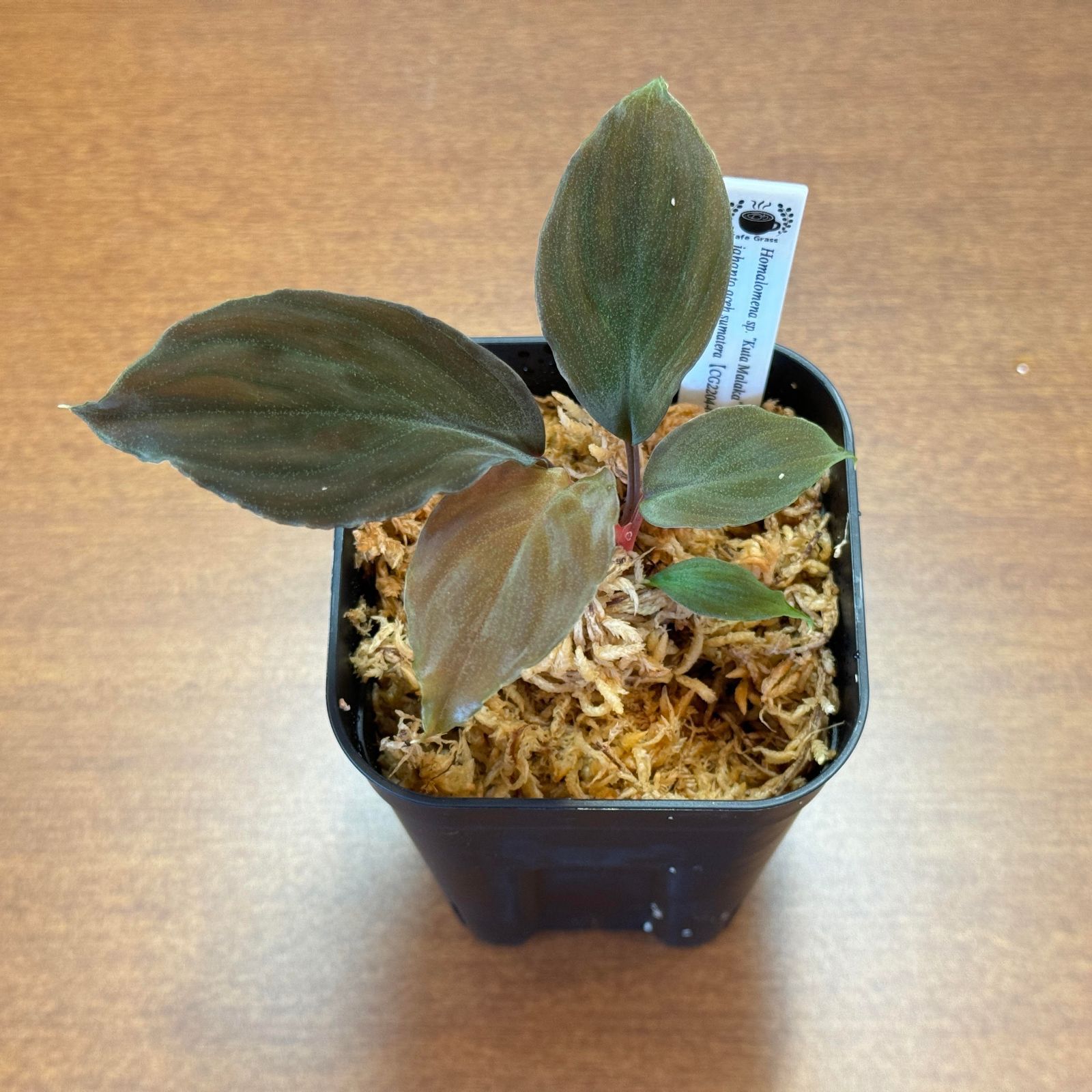 Homalomena sp. \