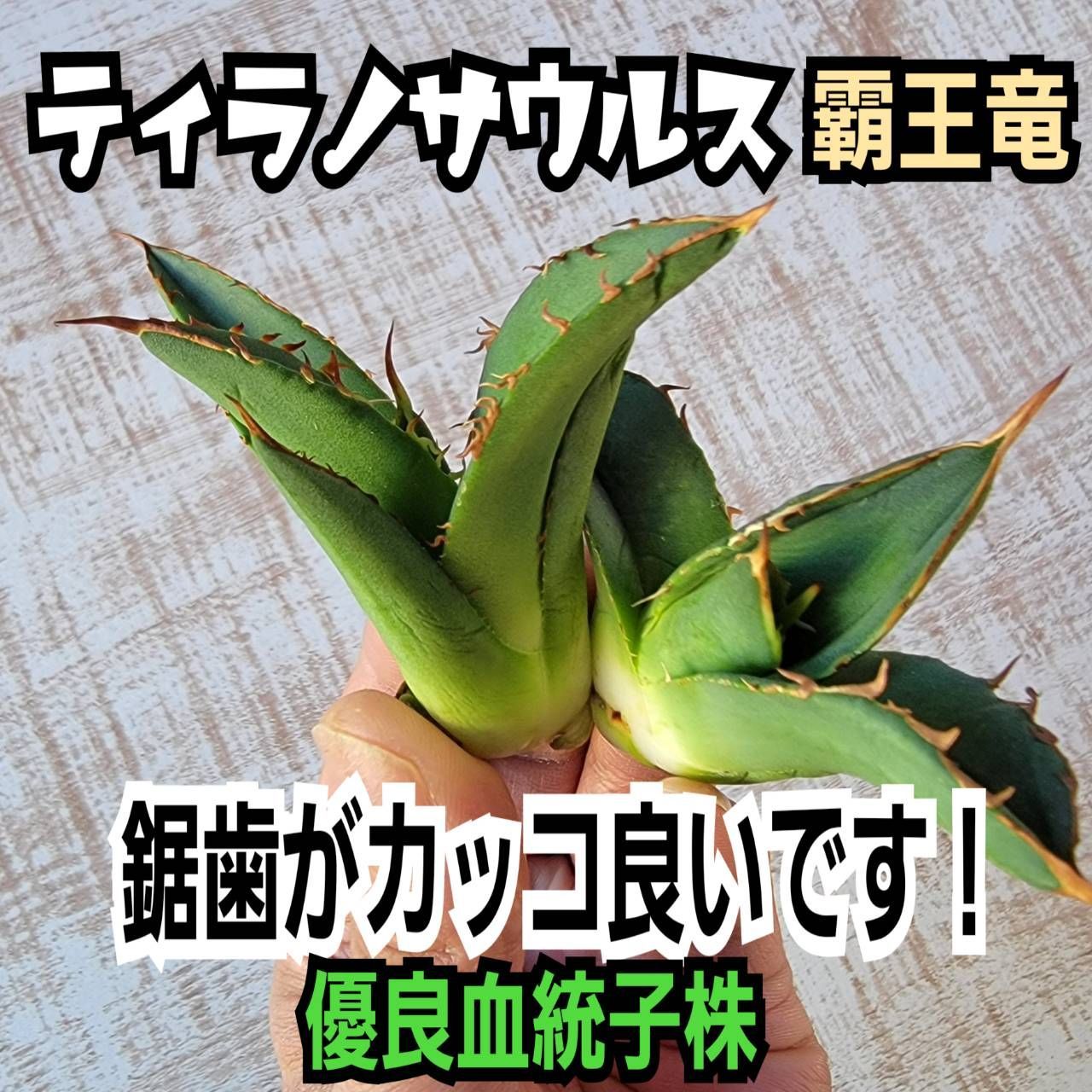 505アガベ チタノタ 白鯨 優良血統 精選極上株4株同梱 【公式通販】