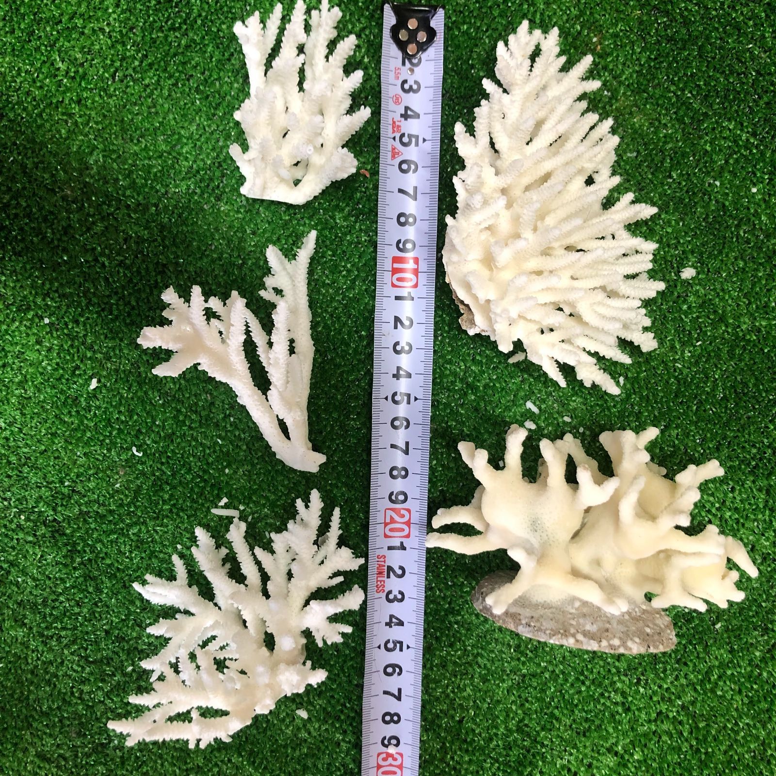 １７ A サンゴ 珊瑚 置物 飾りサンゴ 飾り 欠片 サンゴ礁 珊瑚礁 白