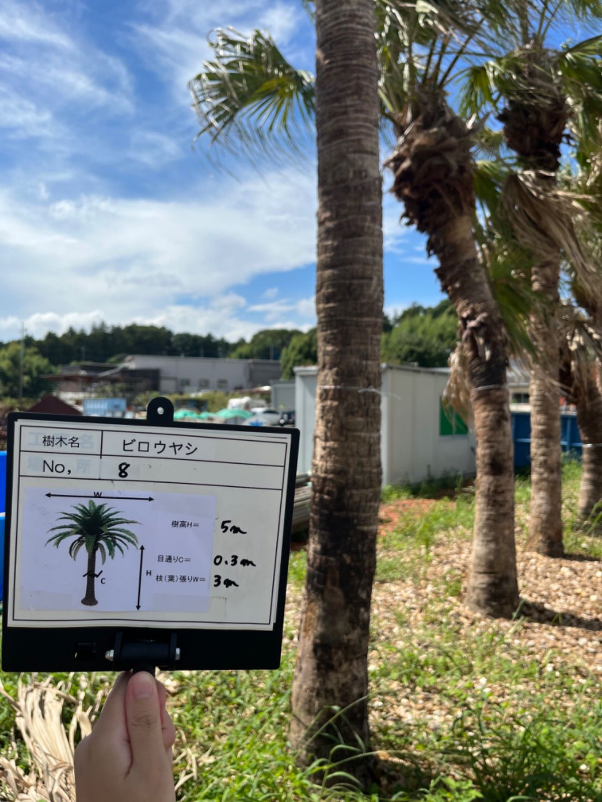 ビロウヤシ No.8 ビロウ ヤシ 8号 3株植え特大苗木最高等級極上品