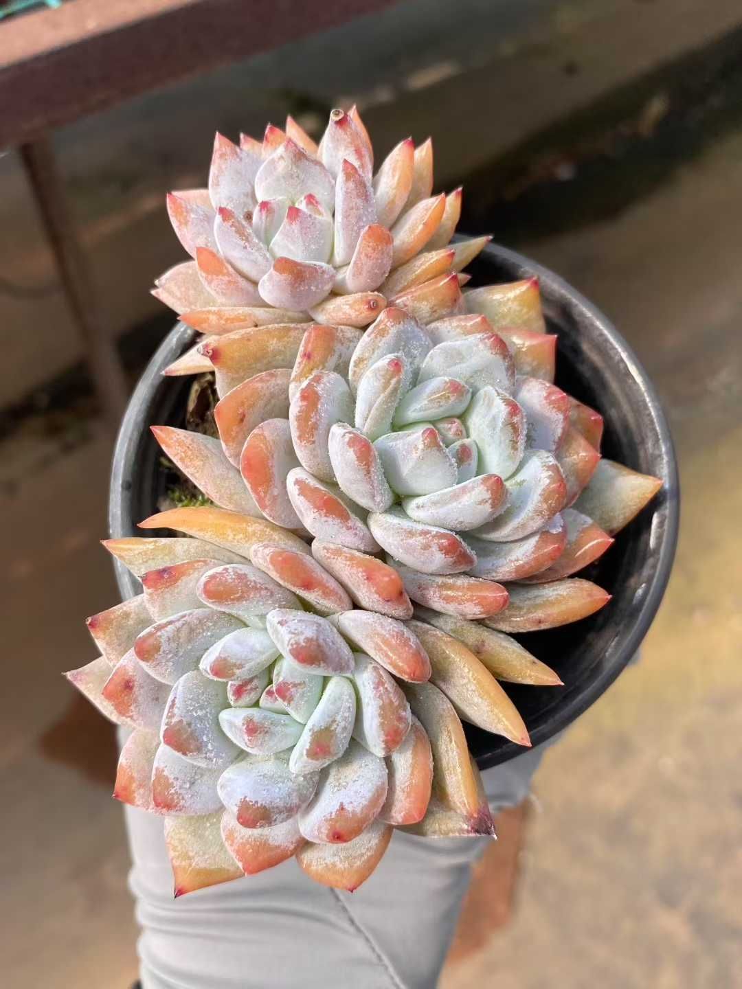 36株の抜き苗セット オレンジモンロー群生 多肉植物 佐川急便発送 エケベリア 韓国苗 MY381