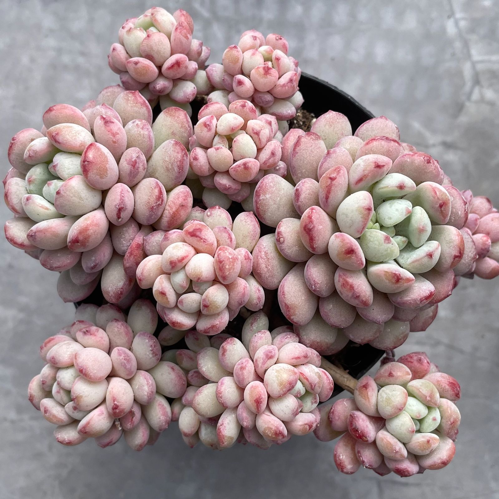 22日までカゴ付きでお譲り☆多肉植物【アモエナ】群生 韓国輸入苗