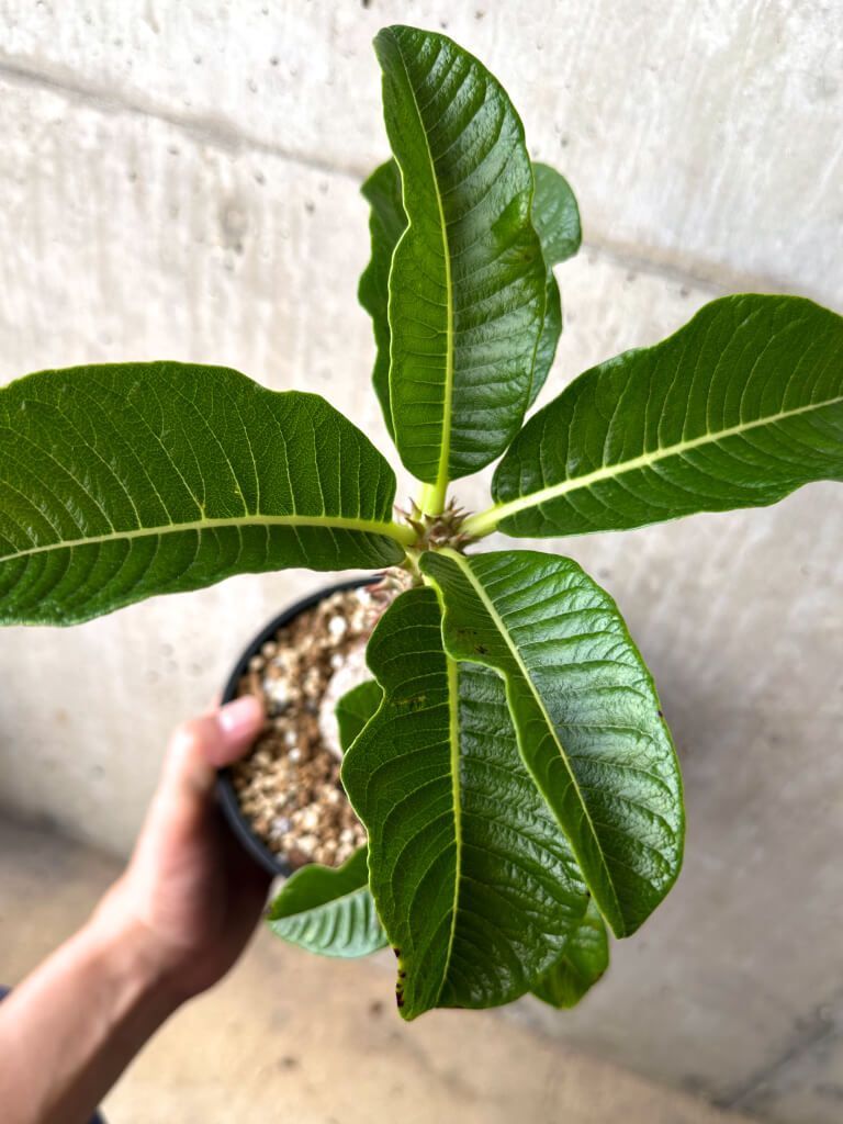 現品限り】パキポディウム・ウィンゾリー 実生 大株【AA35