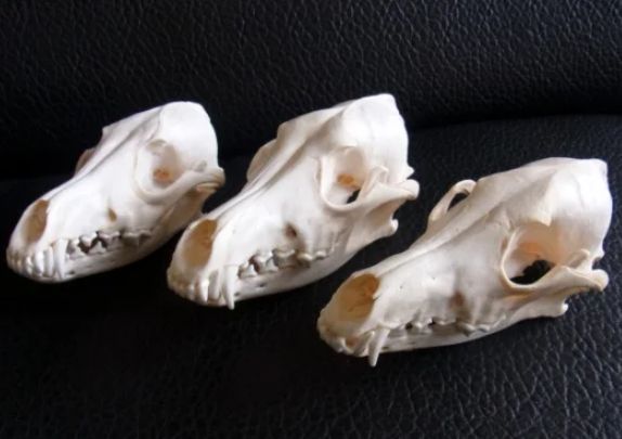 高品質のコヨーテの頭骨 高品質！ コヨーテの頭骨 - メルカリ