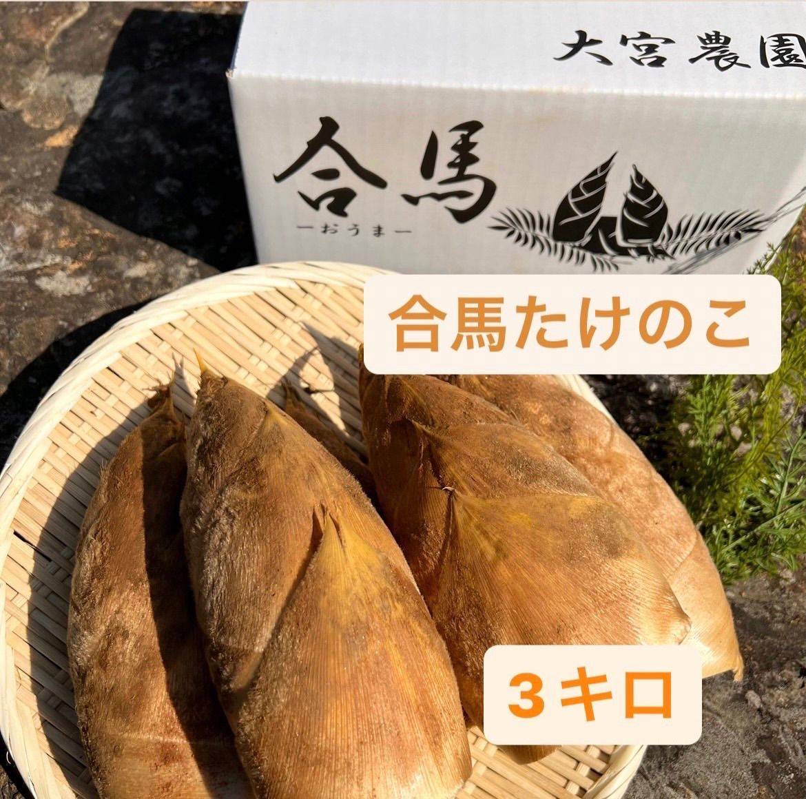 数量限定！ たけのこ 静岡県産