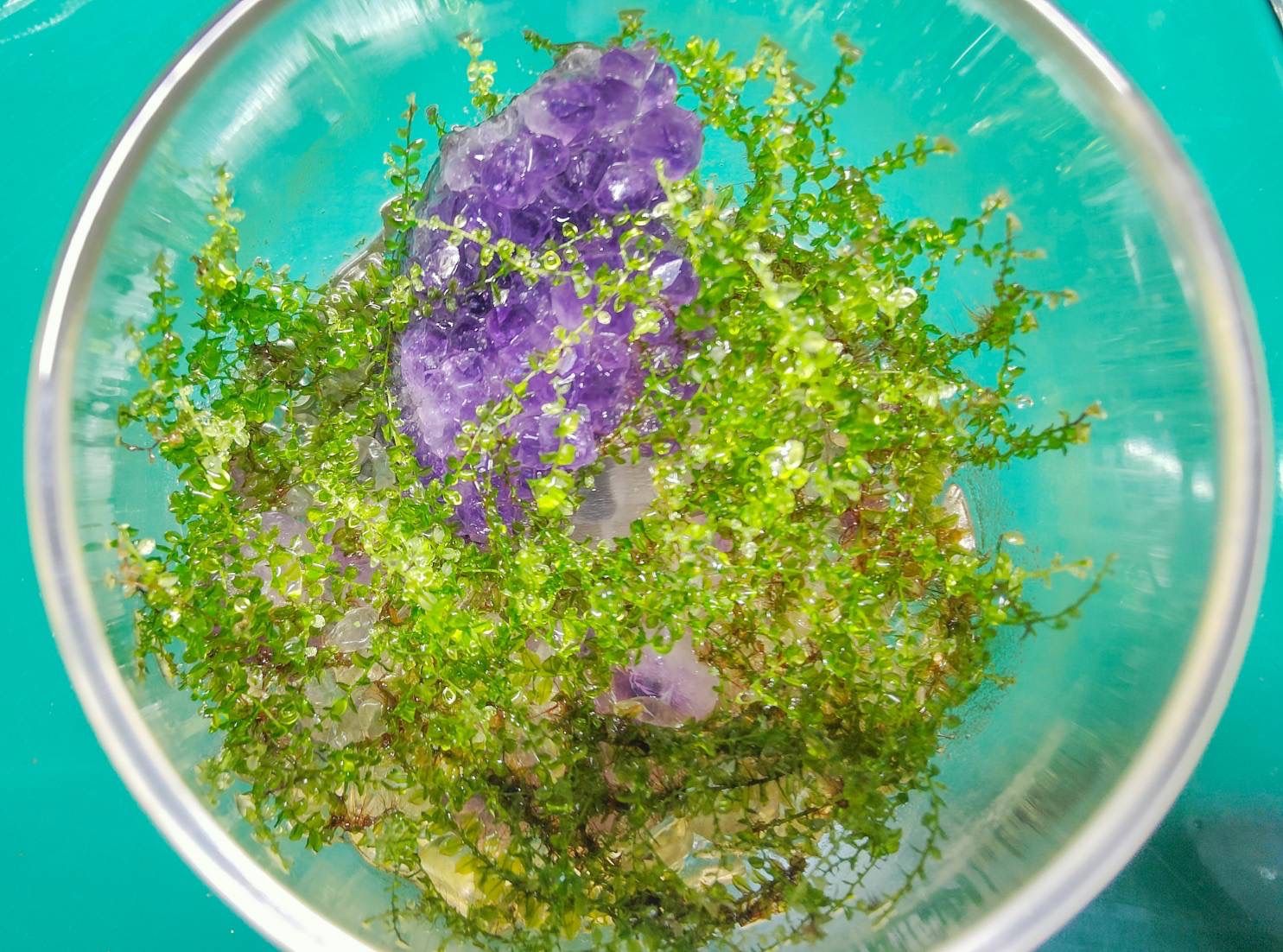 透き通るアートテラリウム〜アメジスト〜 透き通るアートテラリウム〜アメジスト〜