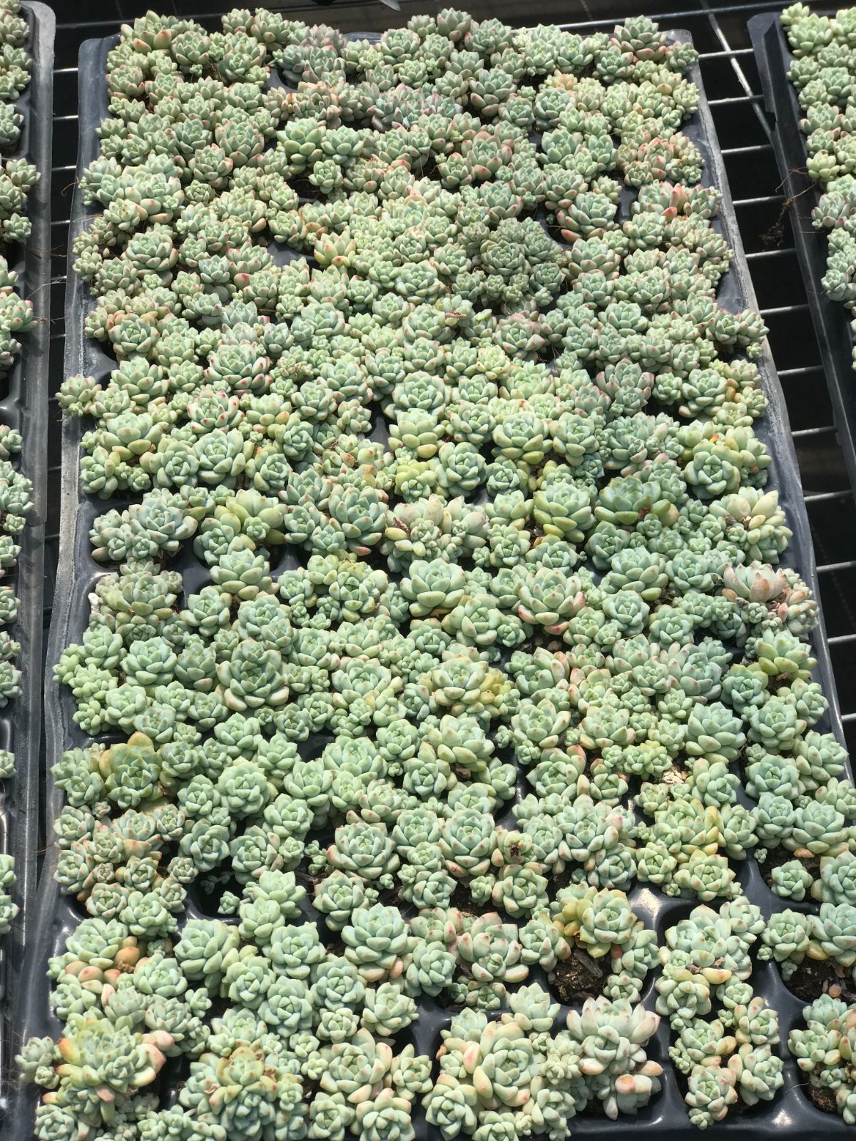 KIKI様♡専用ページ キキ様専用♡ kiki様専用 kiki様専用 1.25まで フリーセレクトメインページ