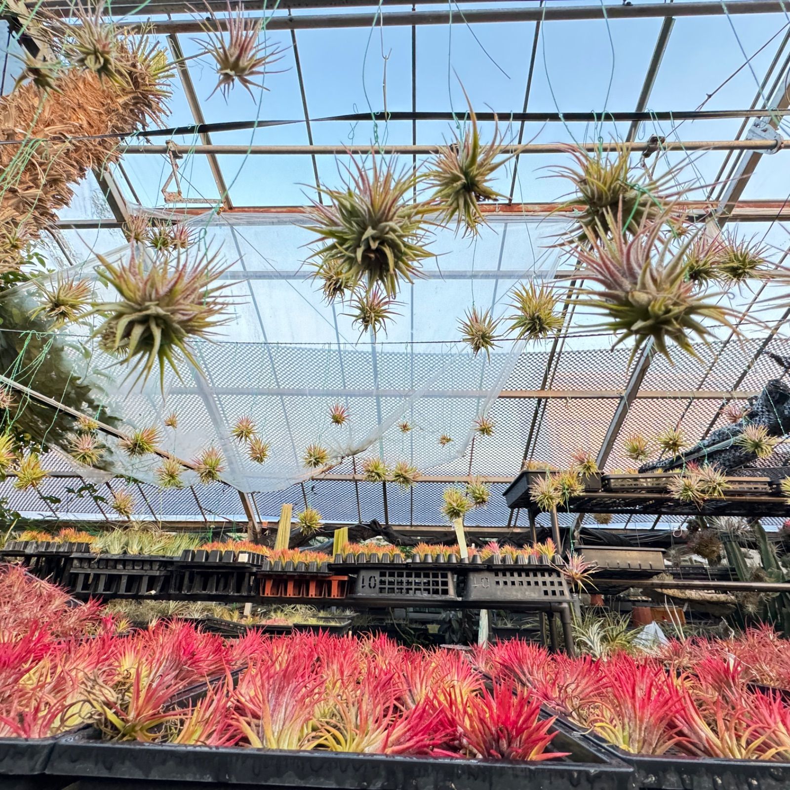 チランジア ロイテリ② (メルカリ便にてお届けします) チランジア