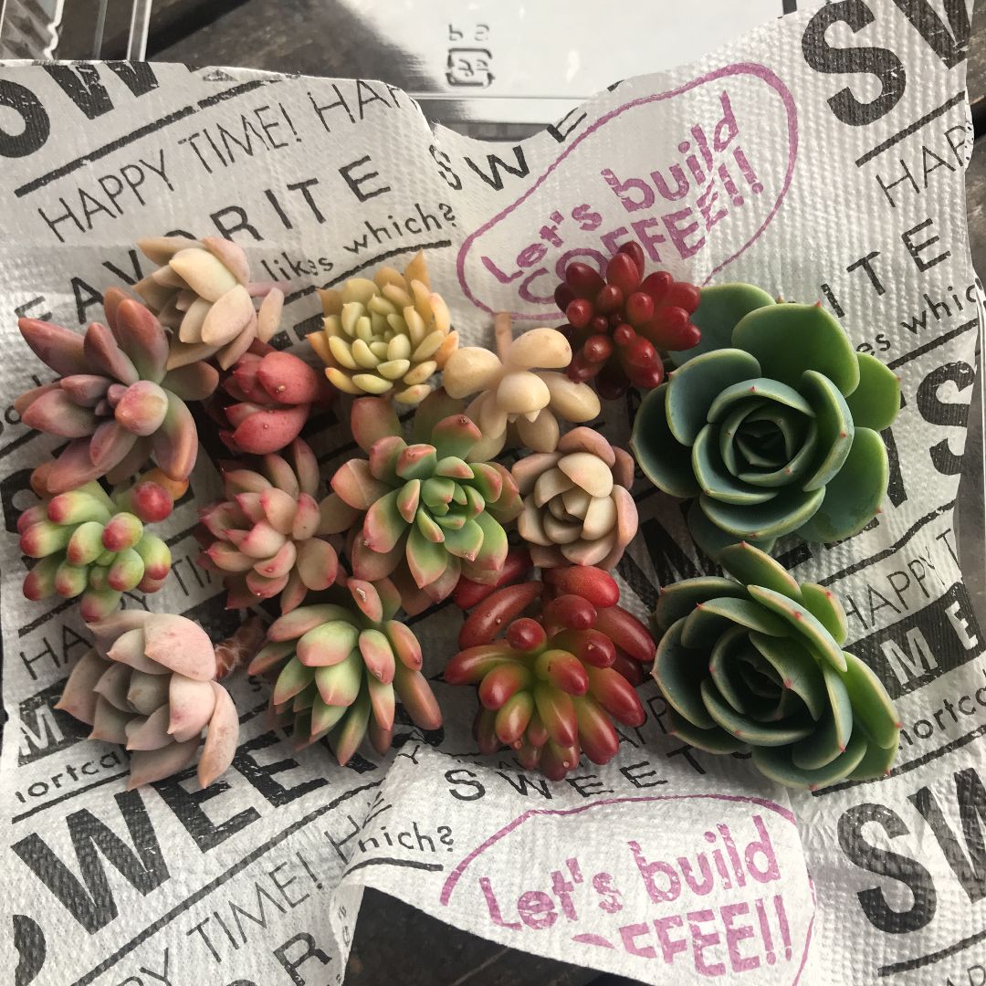 M，HA-M-E様専用 様専用 - メルカリ