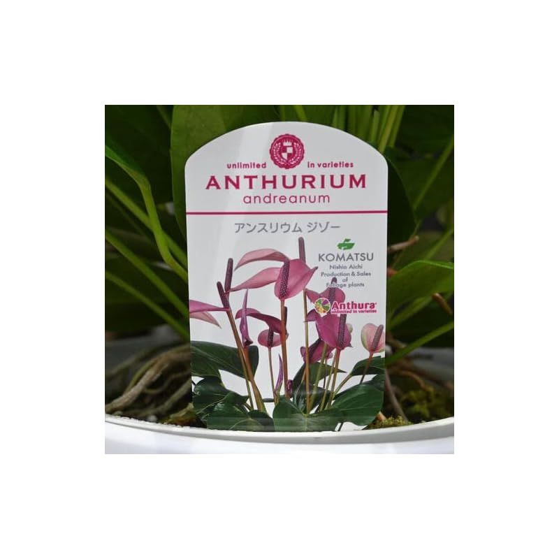 観葉植物 アンスリウム ジゾー 鉢植え