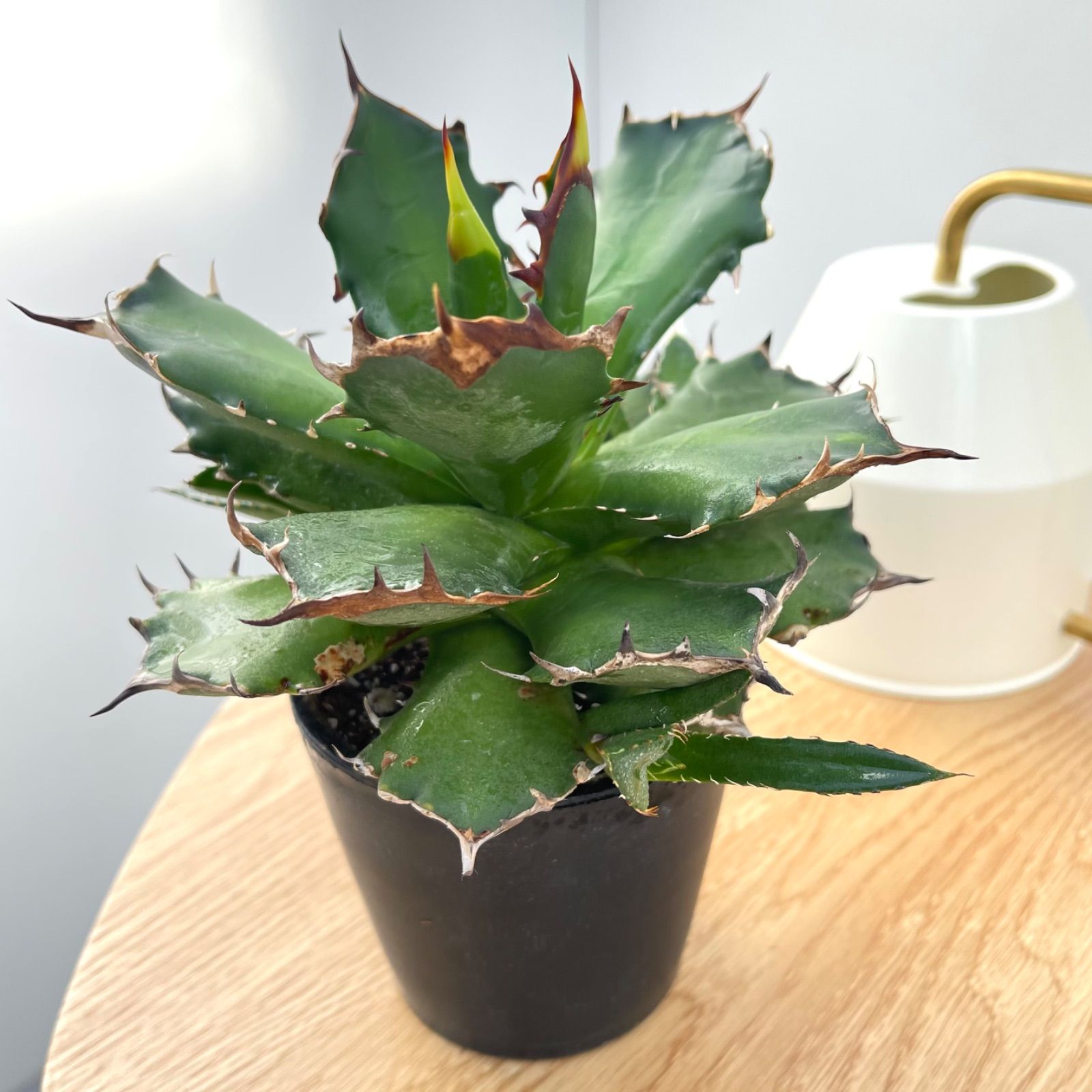 アガベ チタノタ コンパクタ オテロイ 【公式通販】