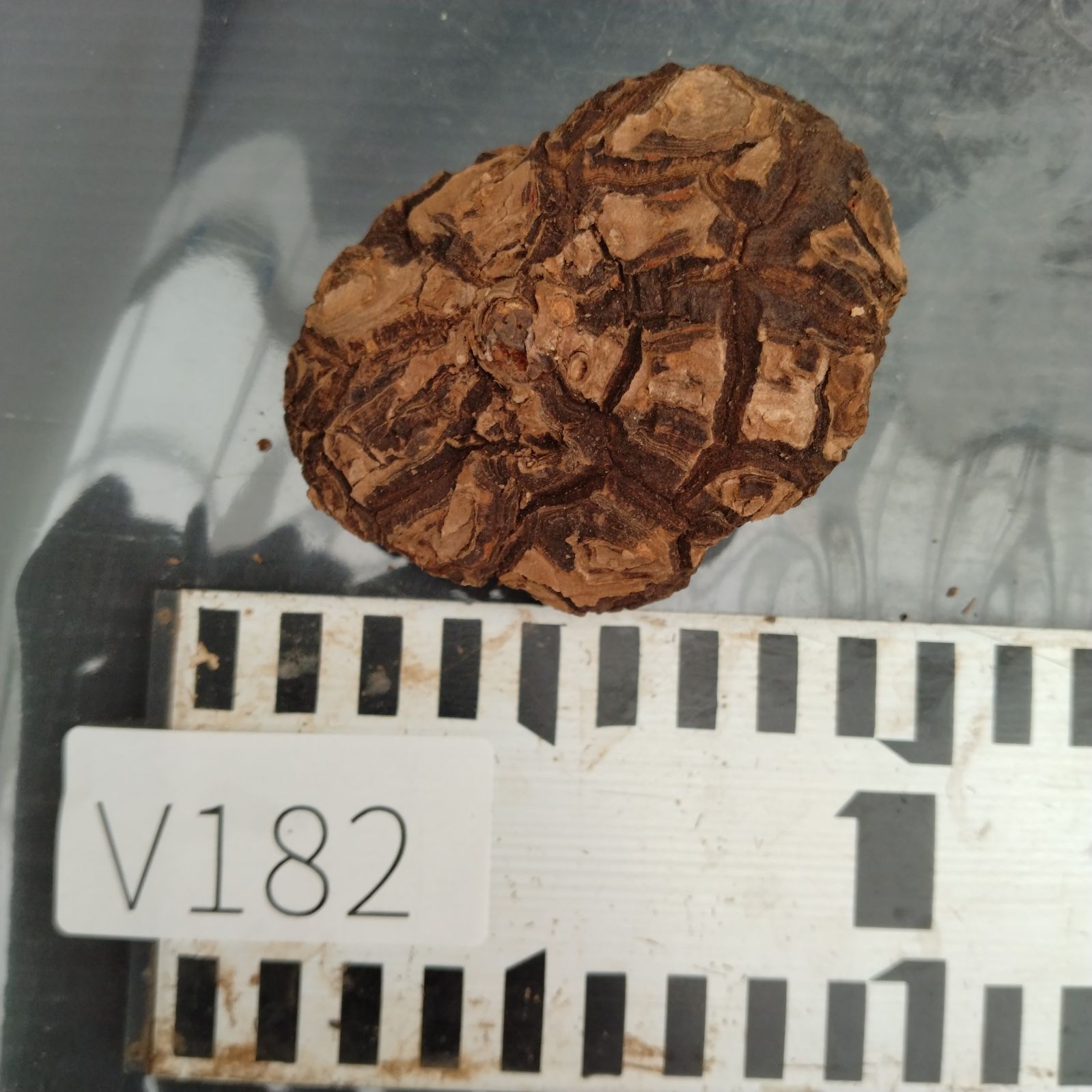 ☆*☆様 メキシコ亀甲竜（SBラベル）　塊根植物　珍奇植物　ディオスコレア・メキ 楽天市場】メキシコ亀甲竜（花・ガーデン・DIY）の通販