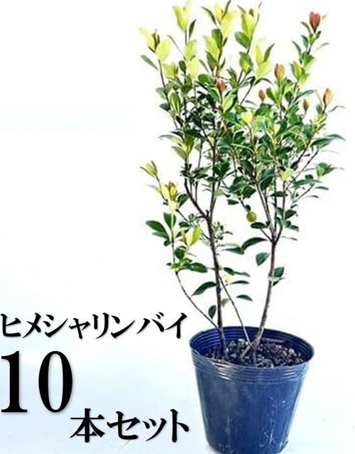 10本セット ヒメシャリンバイ樹高0.4m前後15cmポット