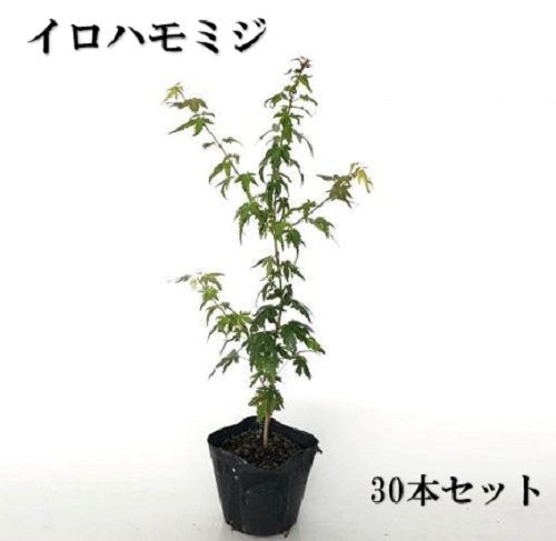 30本セット イロハモミジ樹高0.3m前後10.5cmポット