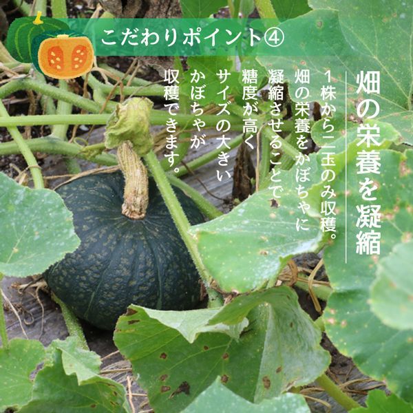 オーガニック カボチャ
