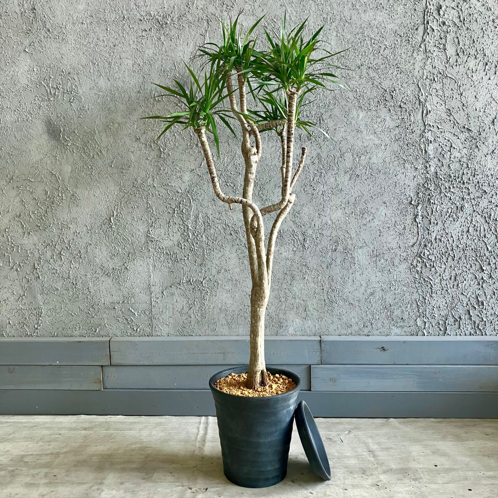 観葉植物 ドラセナ・コンシンネ 曲がり仕立 8号 観葉植物 ドラセナ