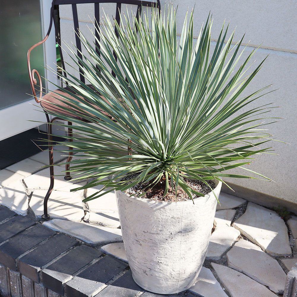 宝石のような観葉植物のお店 【Jewelry Plant】 ユッカ