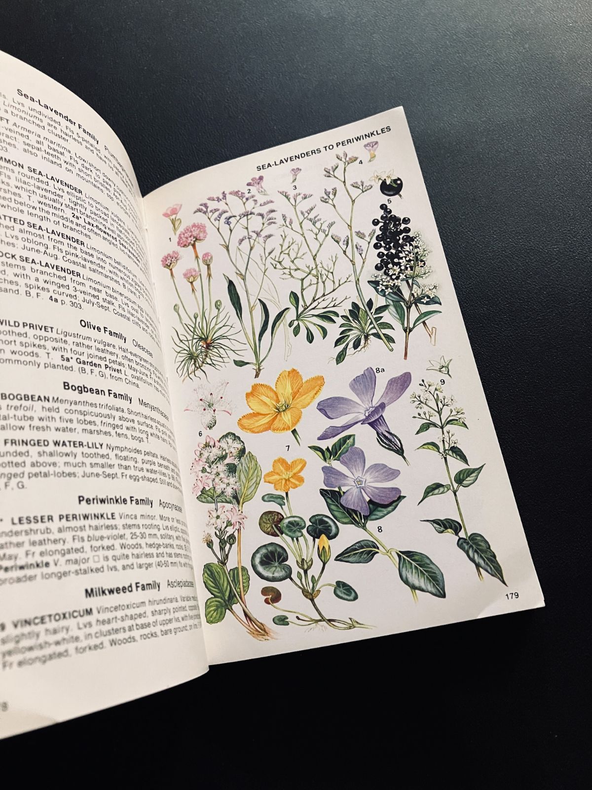 洋書　1876 野の花 British wild Flower 花 草 図鑑 WILD FLOWERS OF BRITAIN | 野の花の植物図鑑 - 外国の古くて