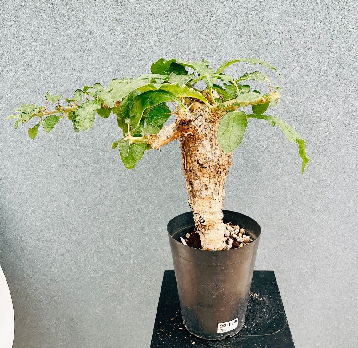 【希少大株】セサモタムナスブッセアヌス 現地球 発根済 塊根植物 サボテン 現品］【希少】セサモタムナス ブッセアヌス 観葉植物 レア ゴマ科