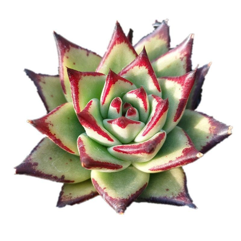 サ*メ様 黑檀 エボニー W516×24株 抜き苗 多肉植物 エケベリア サボテ サ*メ様 黑檀 エボニー W516×24株 抜き苗 多肉植物 エケベリア
