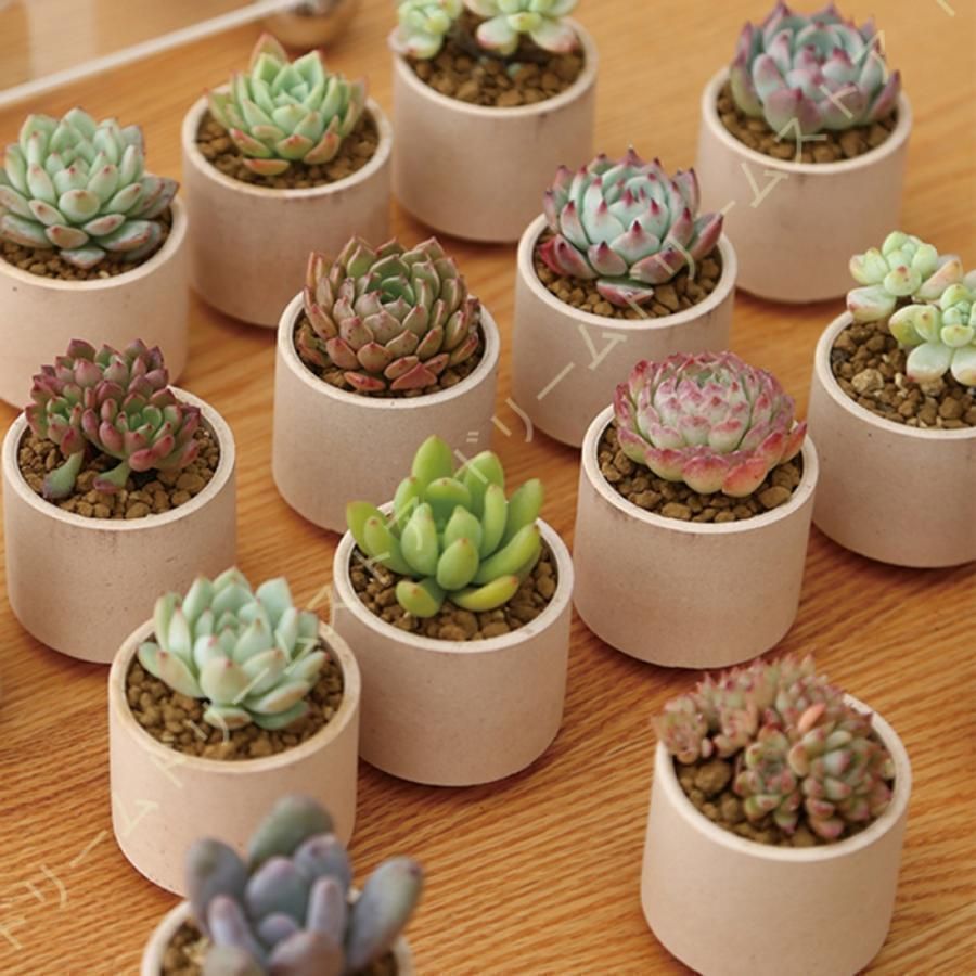 植木鉢 18個入り 多肉植物ポット プランター 陶器鉢 盆栽 親指