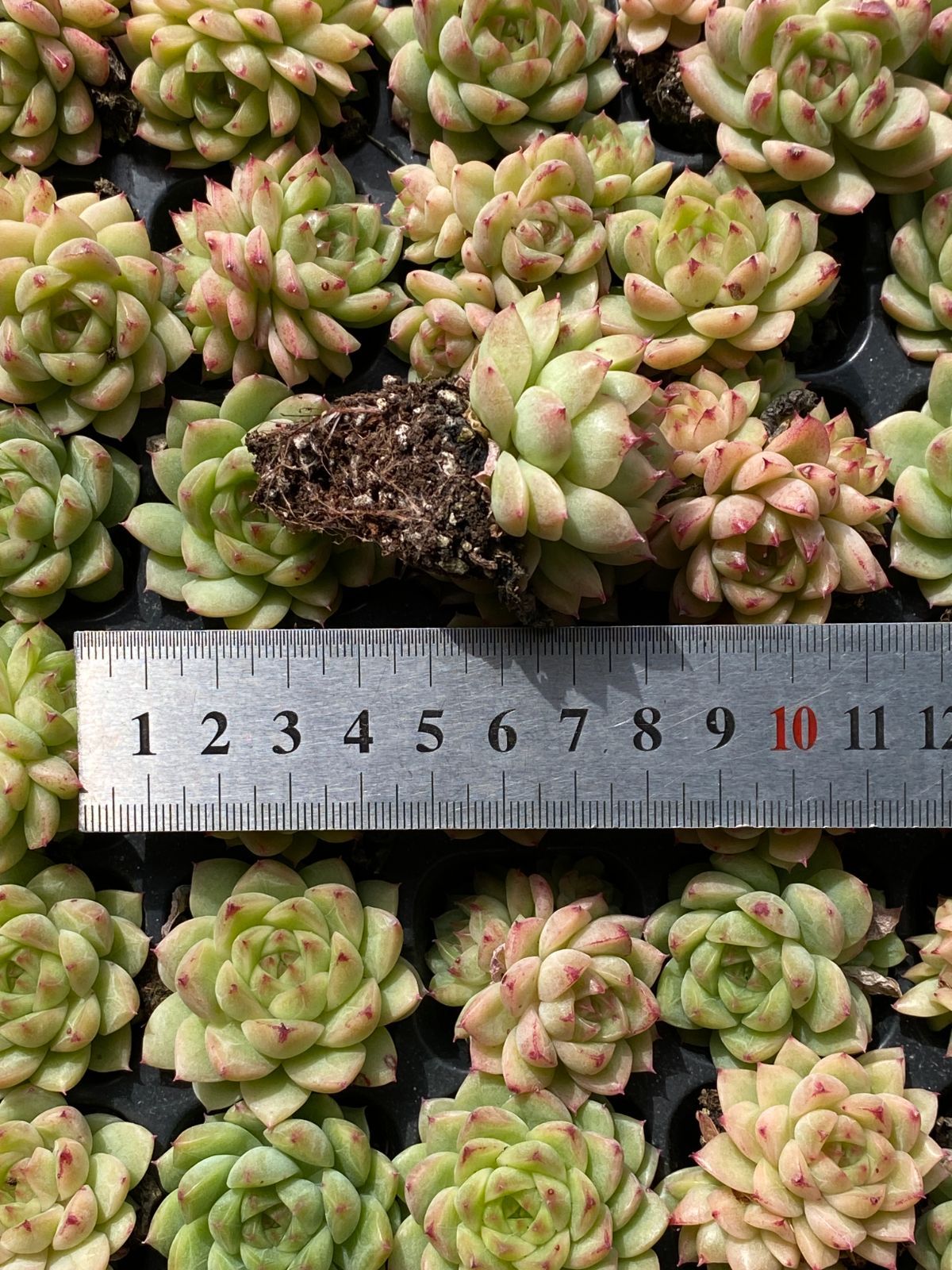 土付き 多肉植物