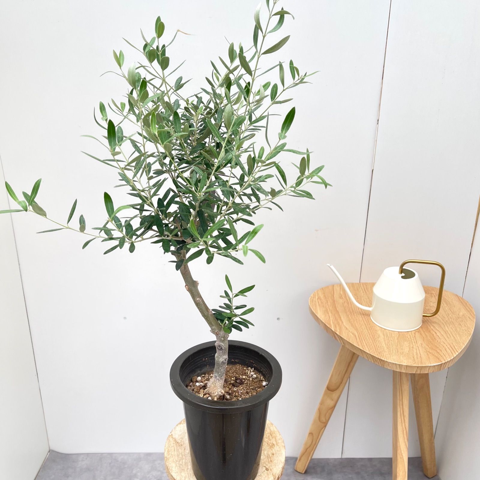 souju 創樹 オリーブ ネバディロブランコ 鉢植え 美樹形 太幹