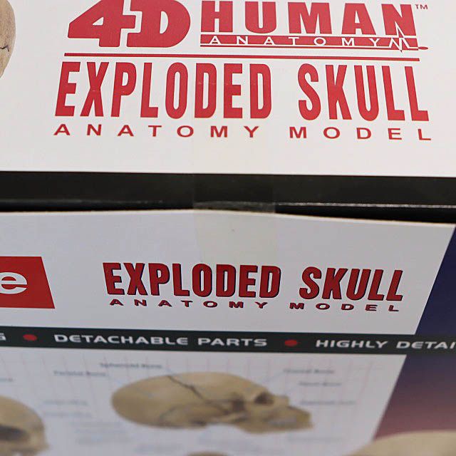 HUMAN ANATOMY