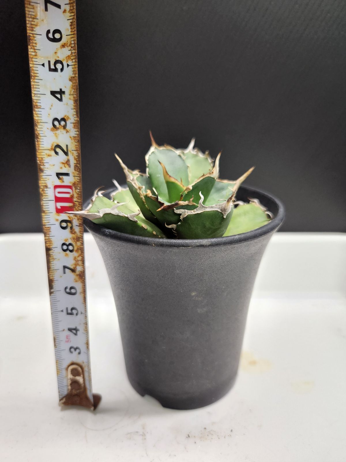 アガベ チタノタ 橙火焔 現品 アガベ チタノタ 白火焔 agave titanota