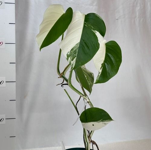 モンステラ ホワイトタイガー 斑入り★バリエガータ 観葉植物 レア 激レア!! モンステラ ホワイトタイガー(白斑入り) 全葉ハーフ