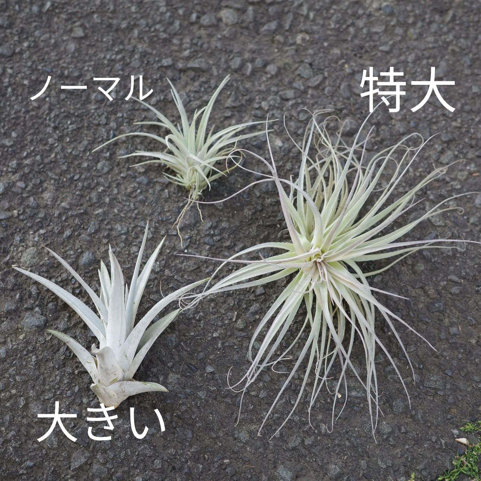 特大エアプランツ おまかせ3種類 エアープランツ チランジア - メルカリ