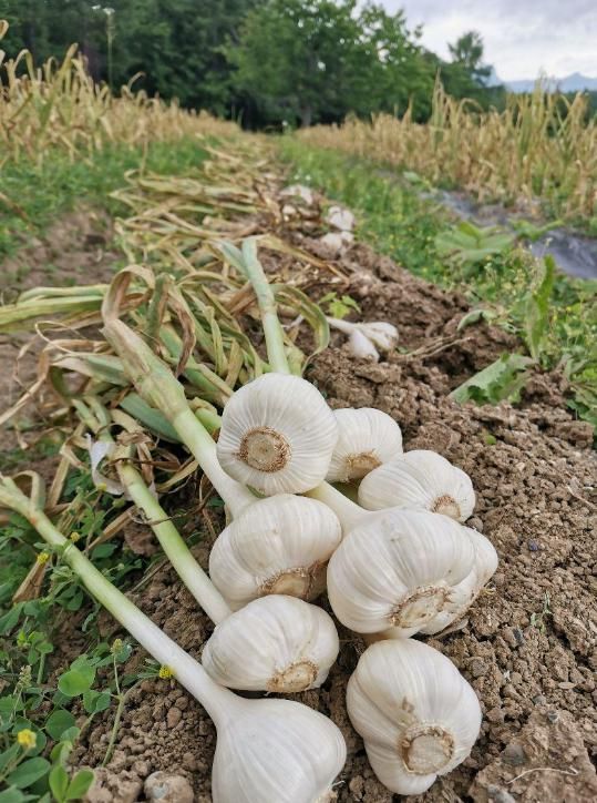 乾燥ニンニク 5kg 【農薬・化学肥料不使用】北海道産 種向き 福地