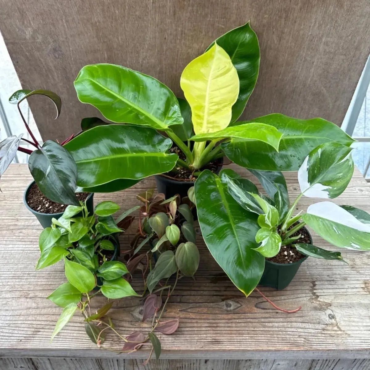 フィロデンドロン 5種類 5点セット 現品 Philodendron フィロデン