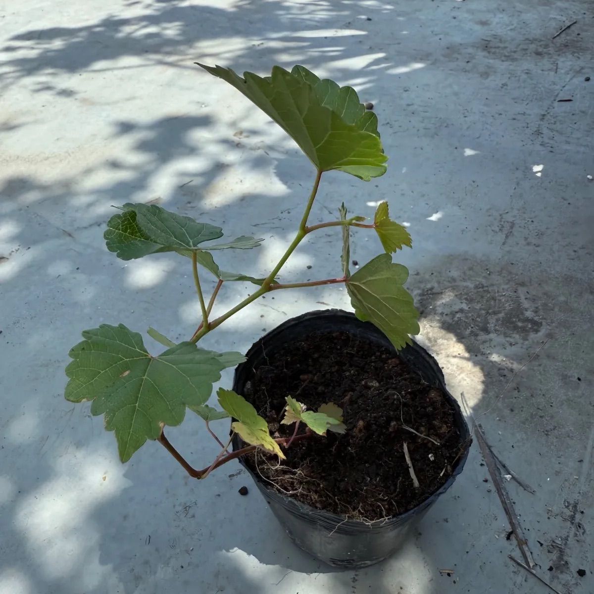 山葡萄　苗木　8本 山葡萄 苗木 8本 山葡萄 苗木 8本 楽天市場】山葡萄 苗木の通販