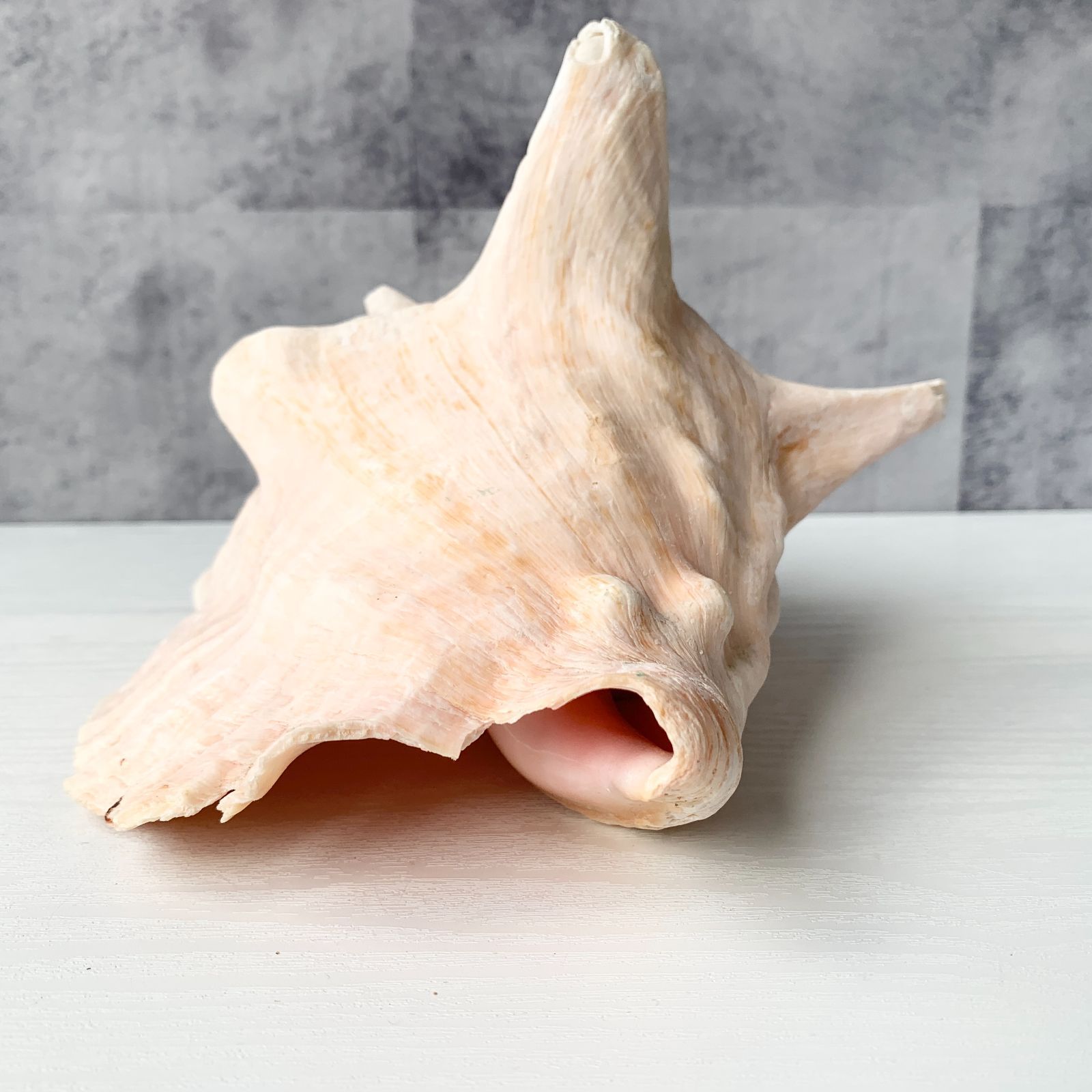貝殻置物 貝 ほら貝？ 海辺 海 巻貝 インテリア リビング 玄関