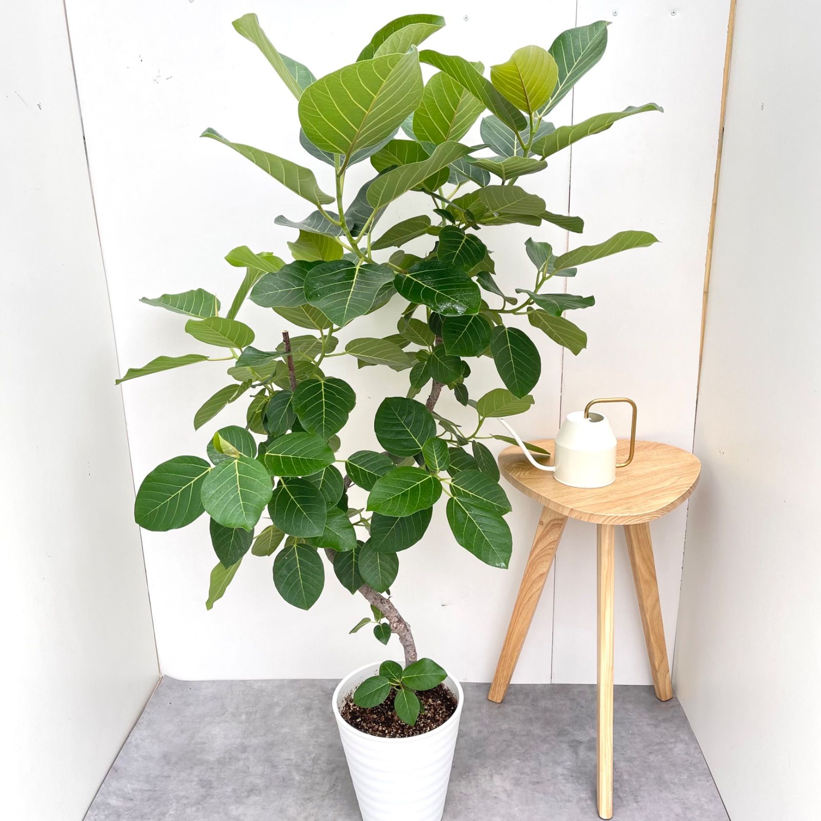 フィカス グランディス 曲がり 1 現品 観葉植物 室内 大型