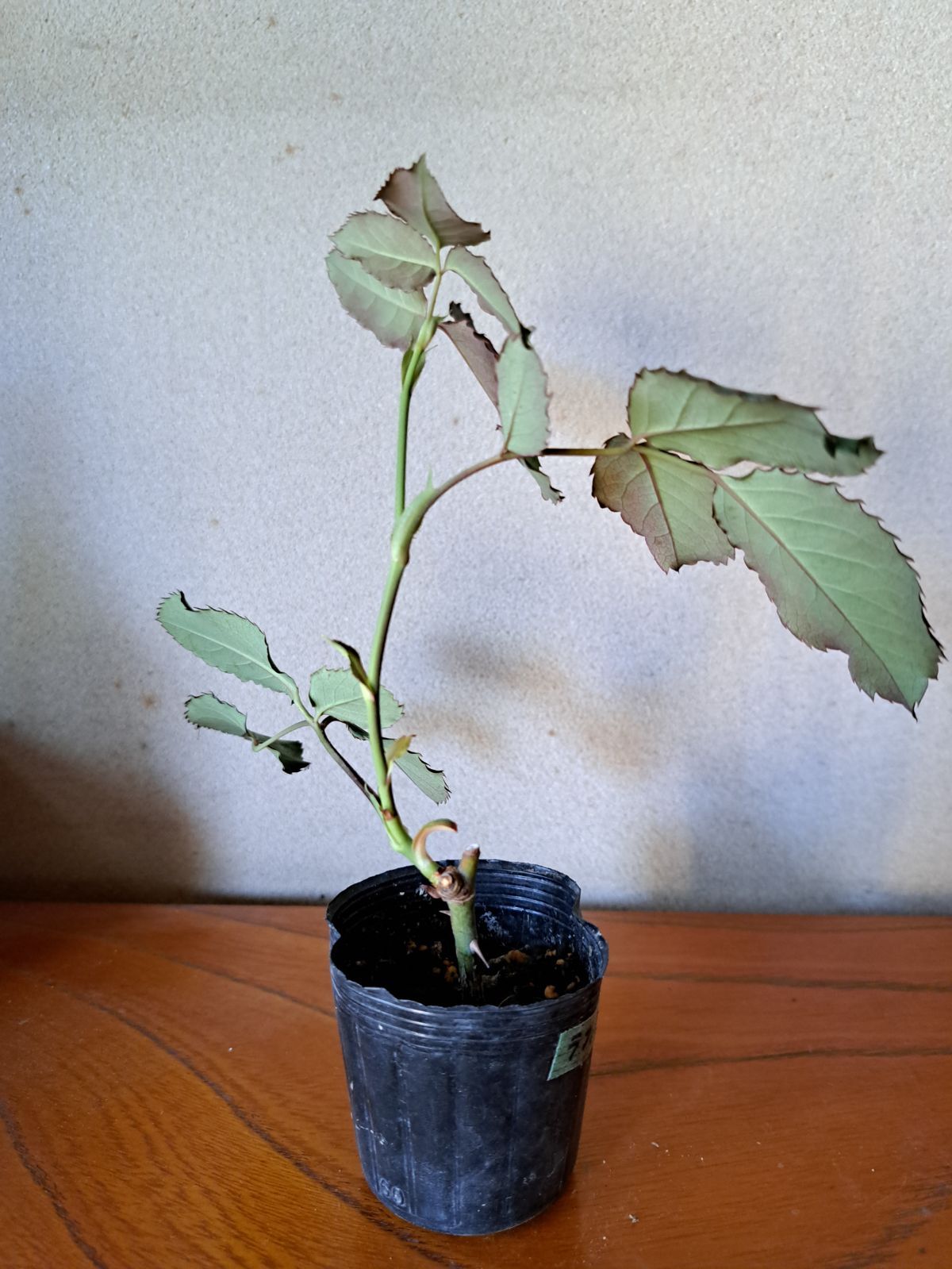 バラ挿し木苗ラフィネ