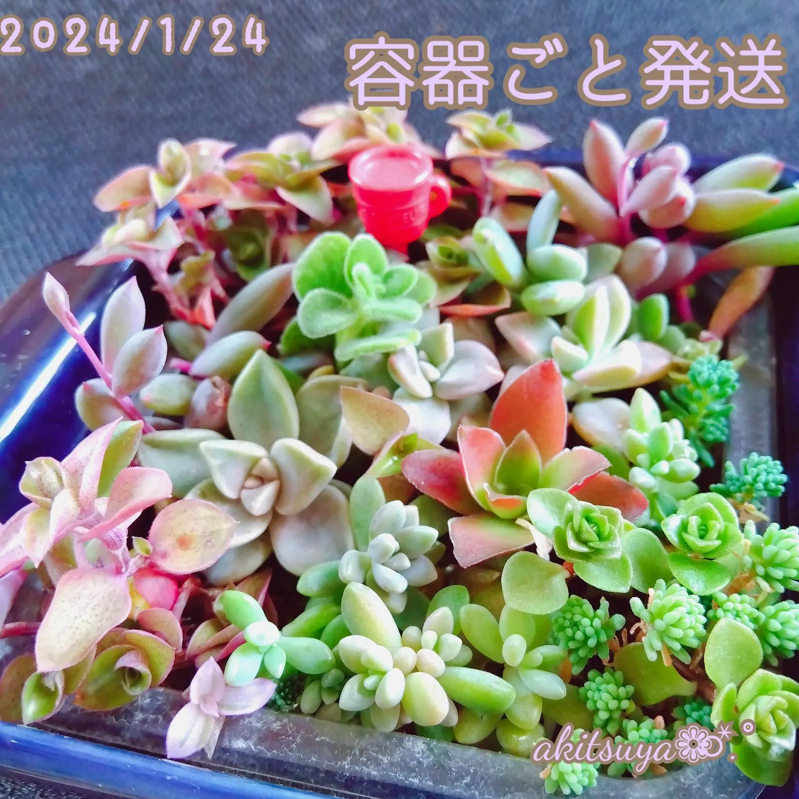 多肉植物 ♥カリシア根付き - 植物/観葉植物